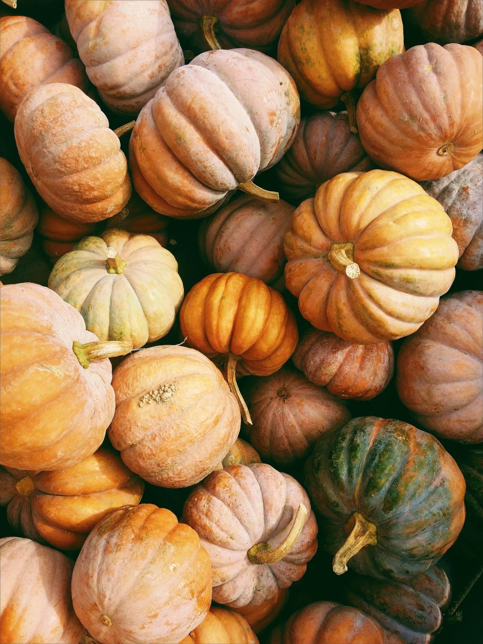 Winter squash and root vegetables fresh from a local farm, representing seasonal effort.